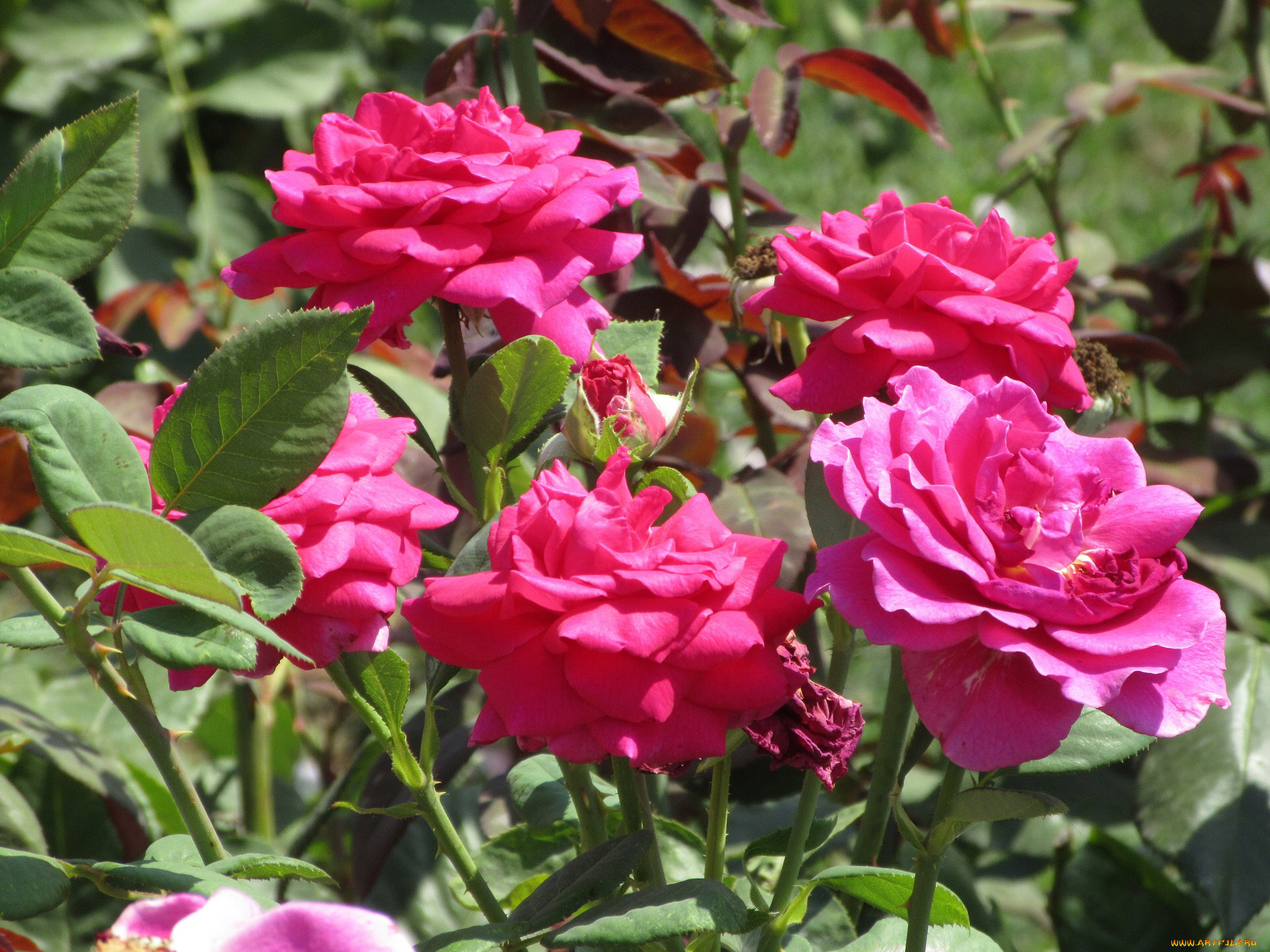 цветы, розы, лето, 2018, июнь