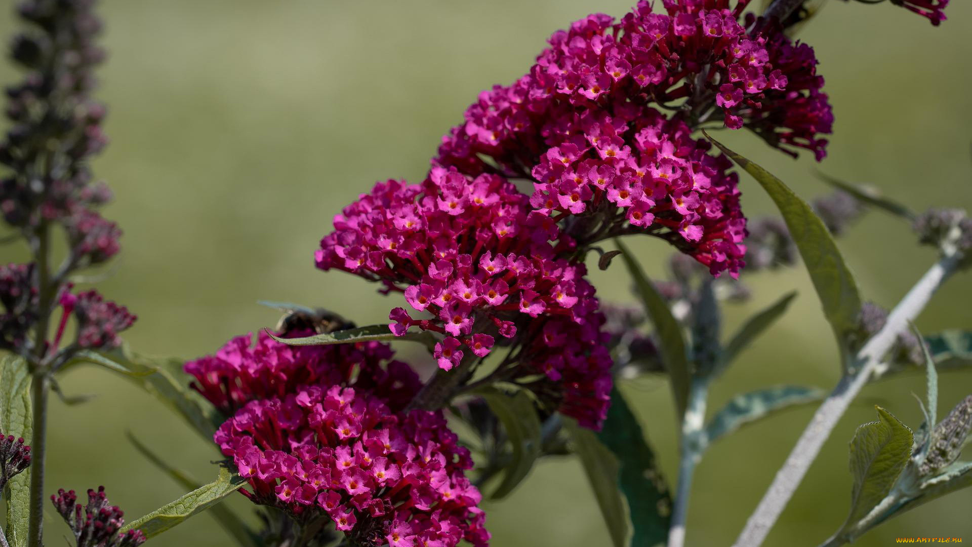 цветы, будлея, , осенняя, сирень, лиловая, будлея