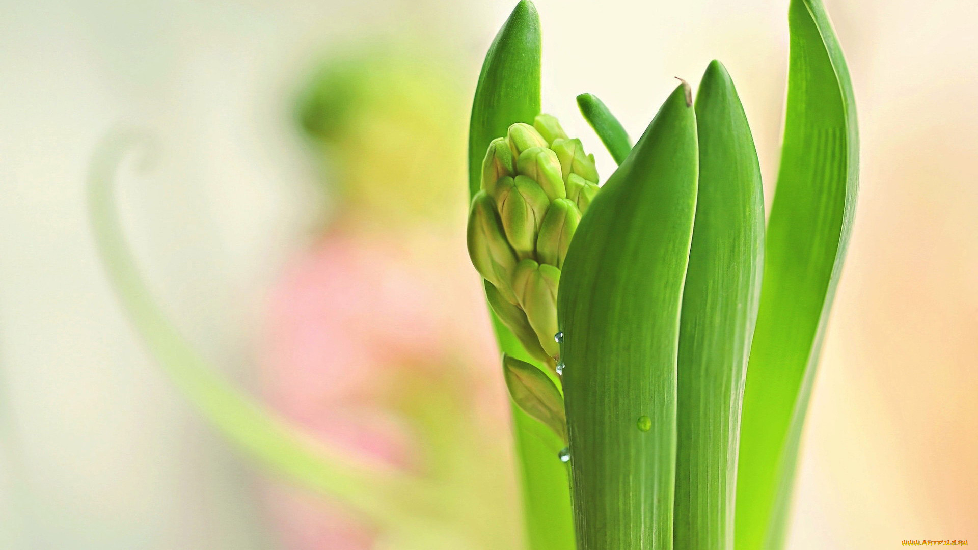 цветы, гиацинты, гиацинт