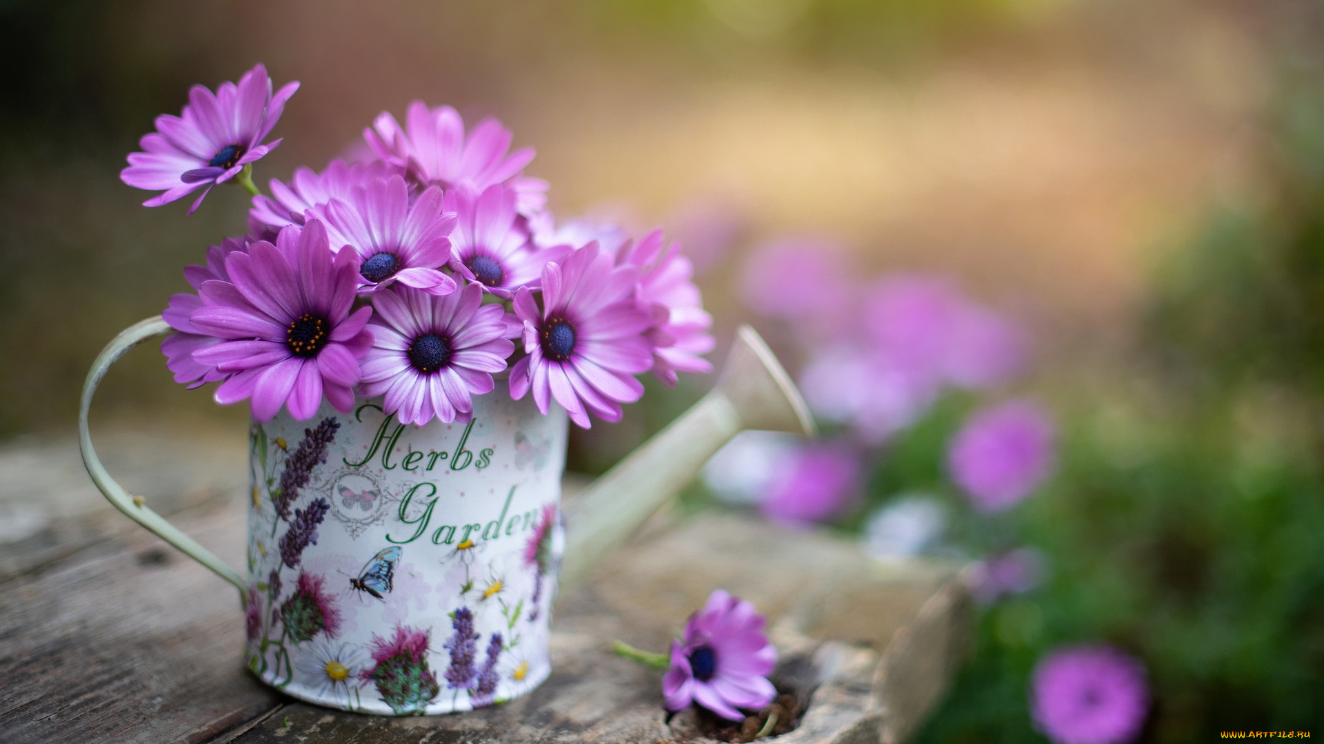 цветы, остеоспермумы, лейка, букет