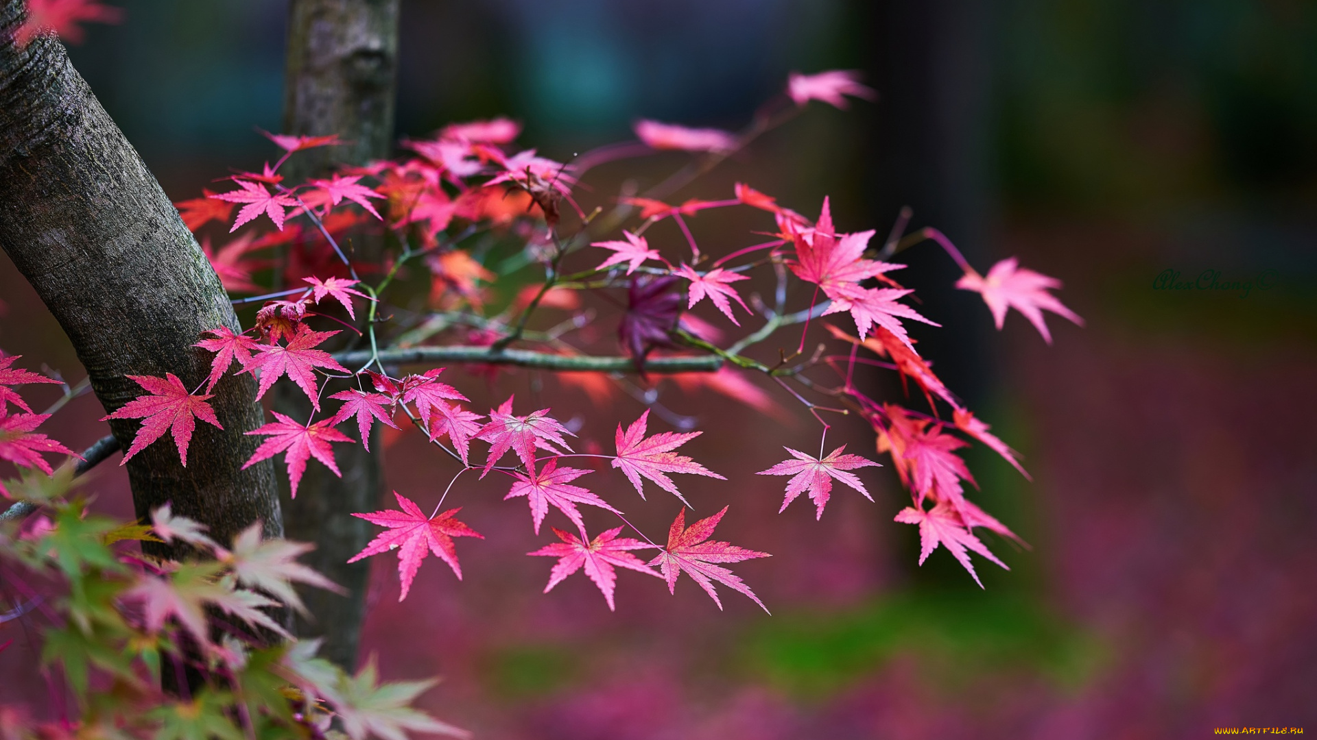 природа, листья, осень