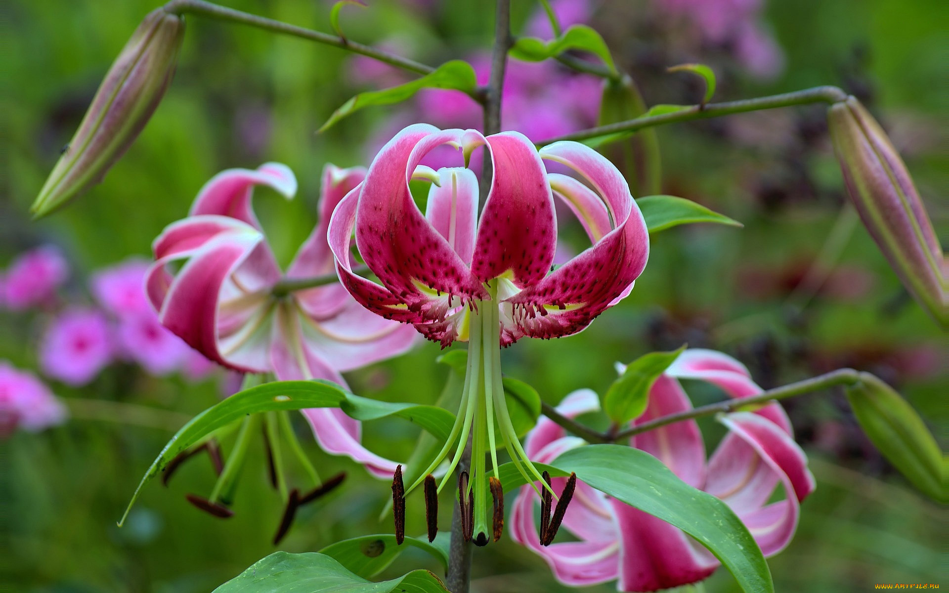 цветы, лилии, , лилейники, лилия