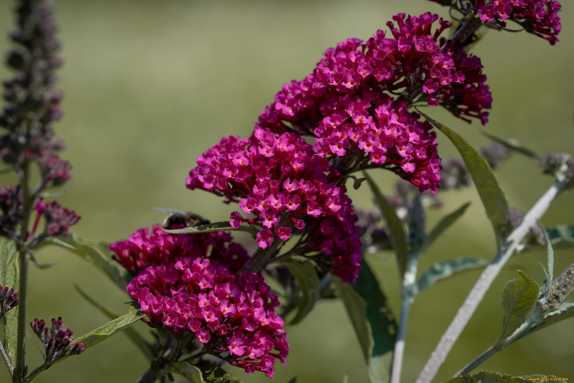 цветы, будлея, , осенняя, сирень, лиловая, будлея