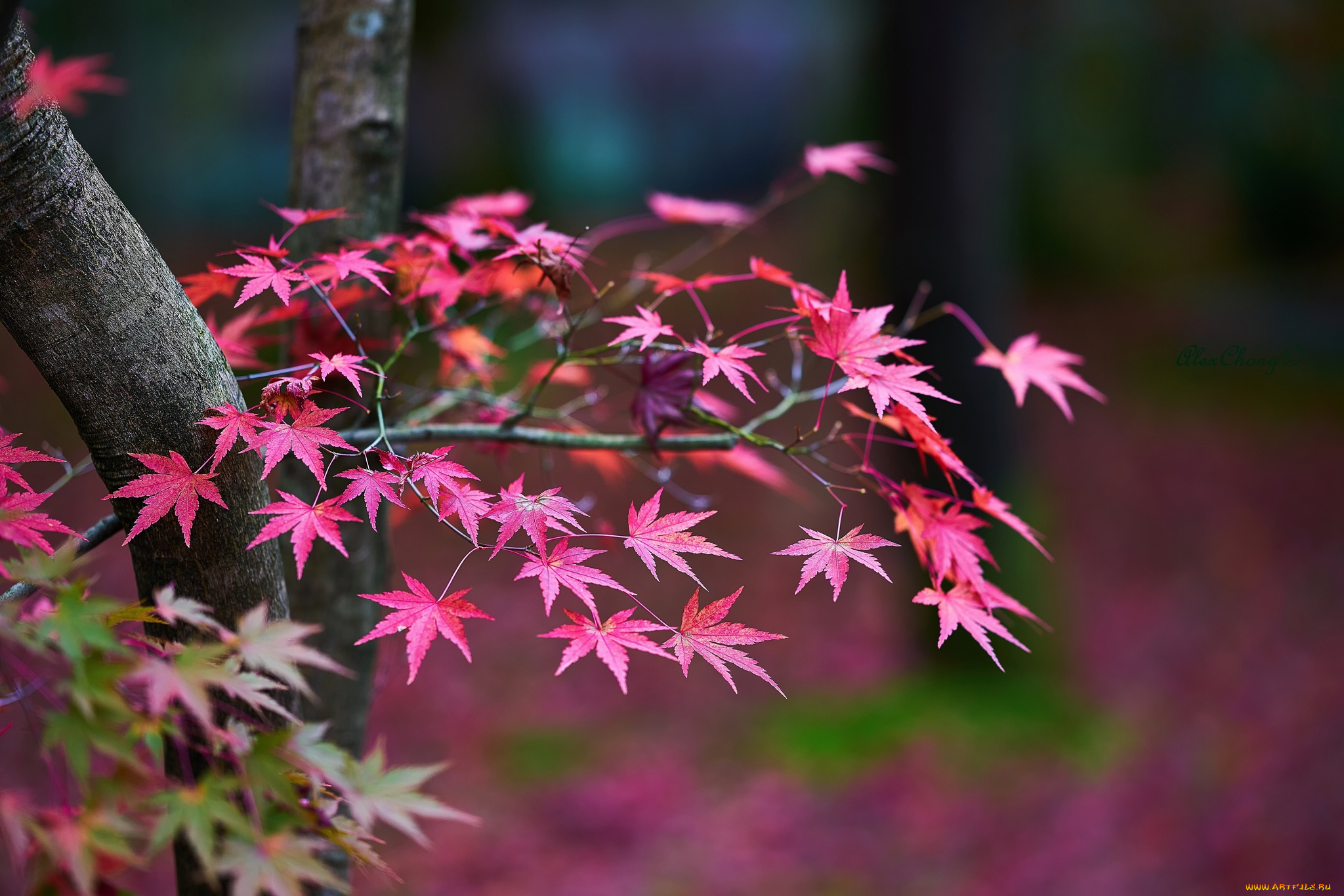 природа, листья, осень