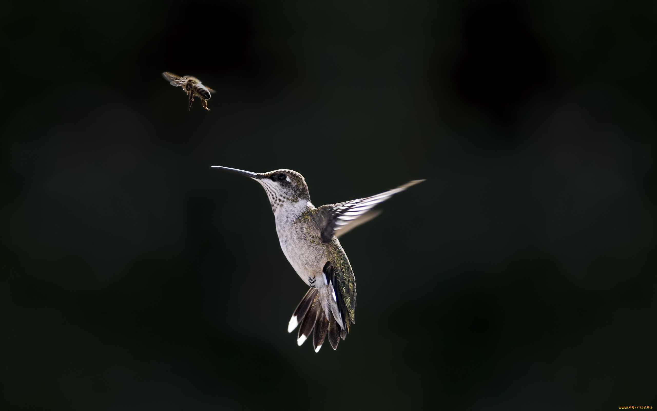 колибри, животные, самая, маленькая, птица, в, мире, да, само, название, птицы, очень, красивое, королева, нектара