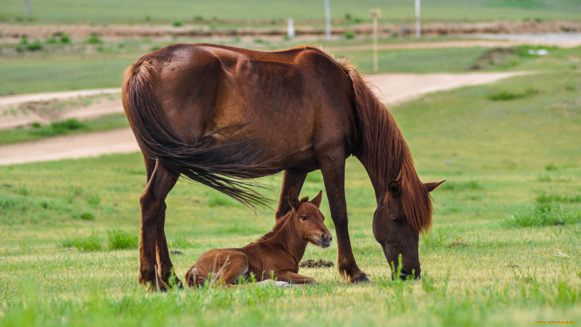 животные, лошади, лошадь, жеребенок, гнедые