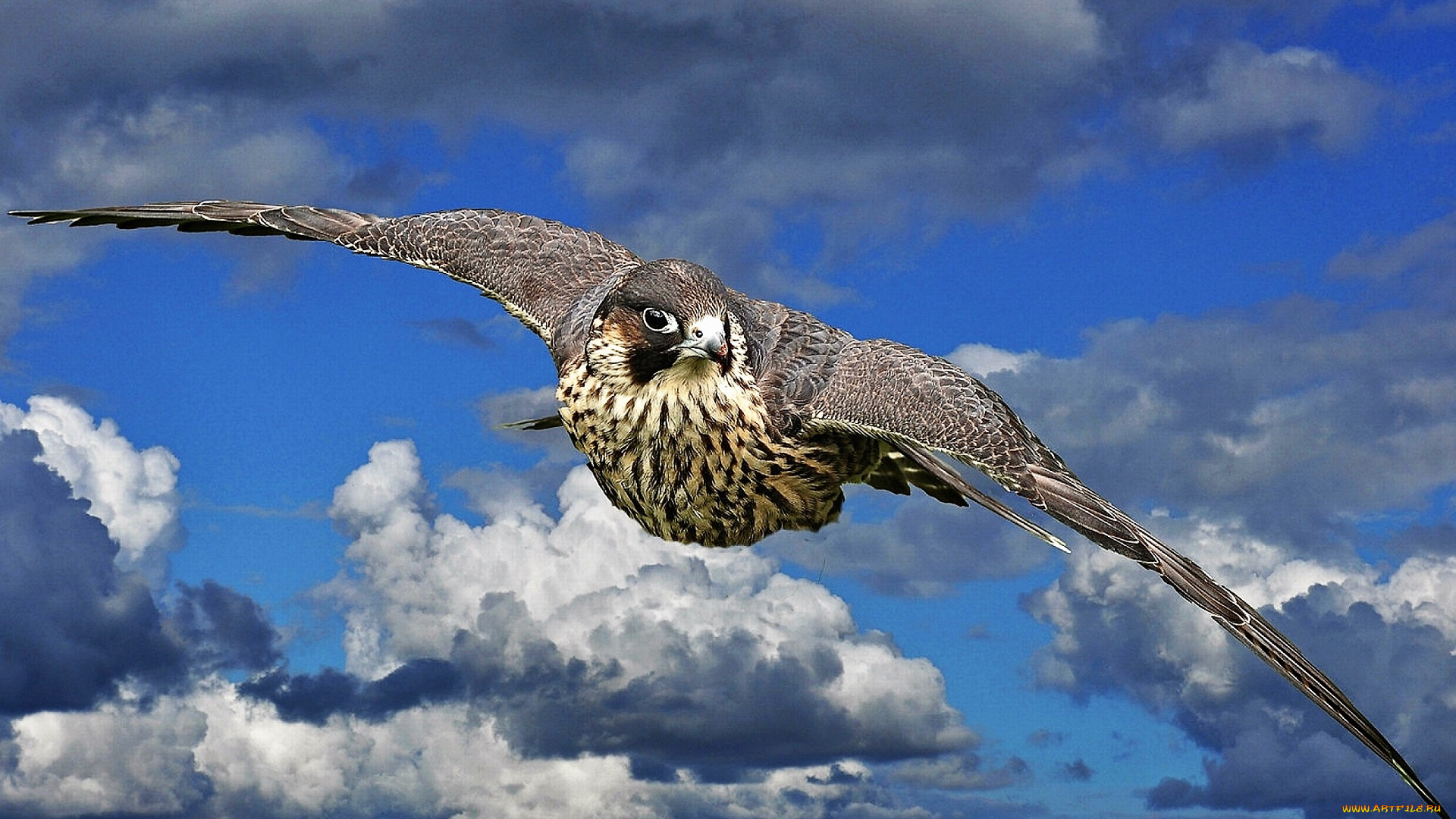 животные, птицы, -, хищники, сокол, полет, небо, облака