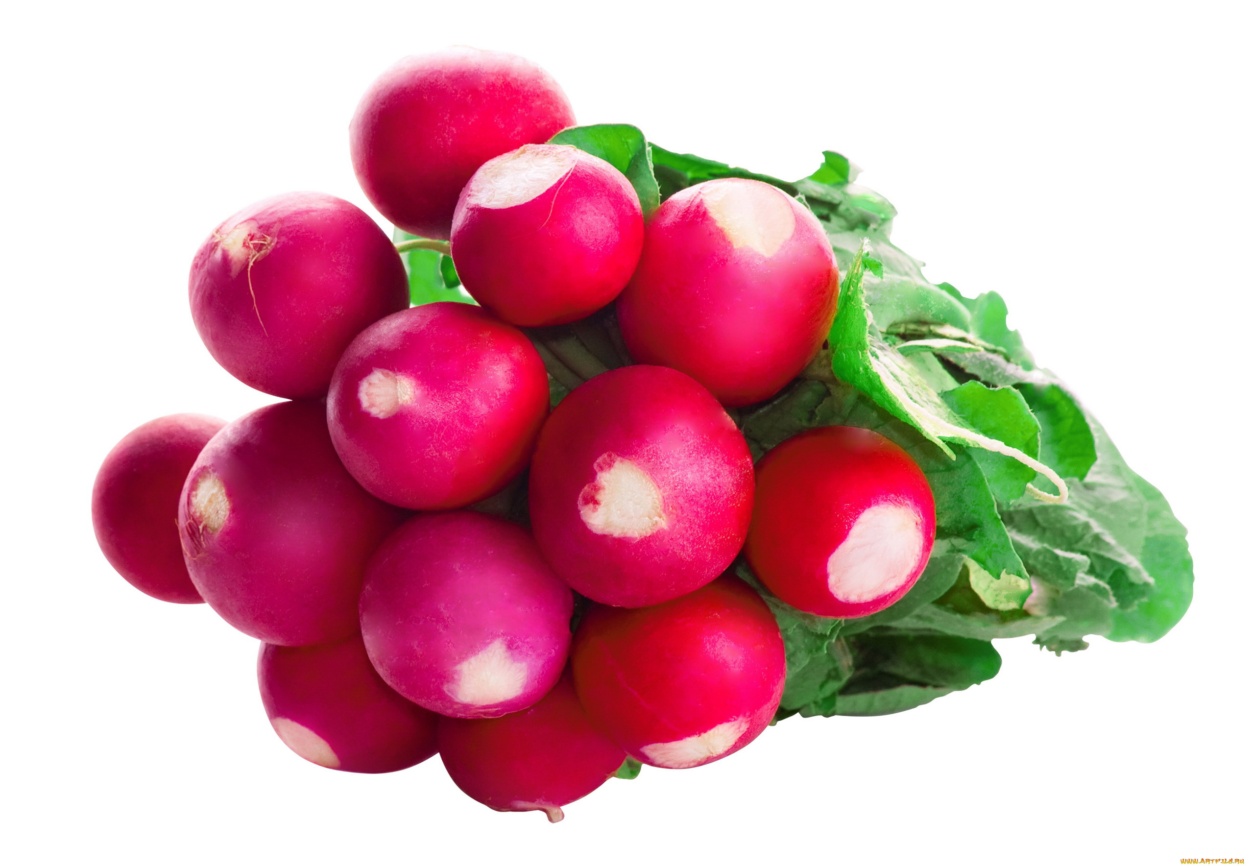 еда, редис, , репа, , редька, красный, пучок, макро