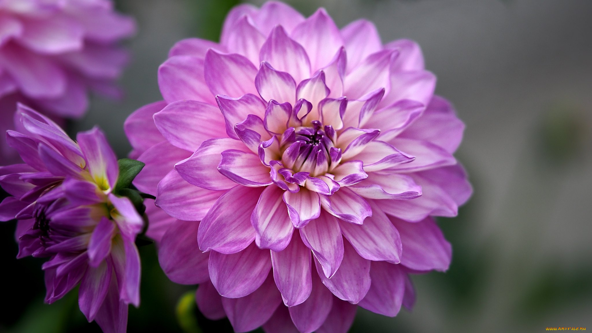 цветы, георгины, цветок