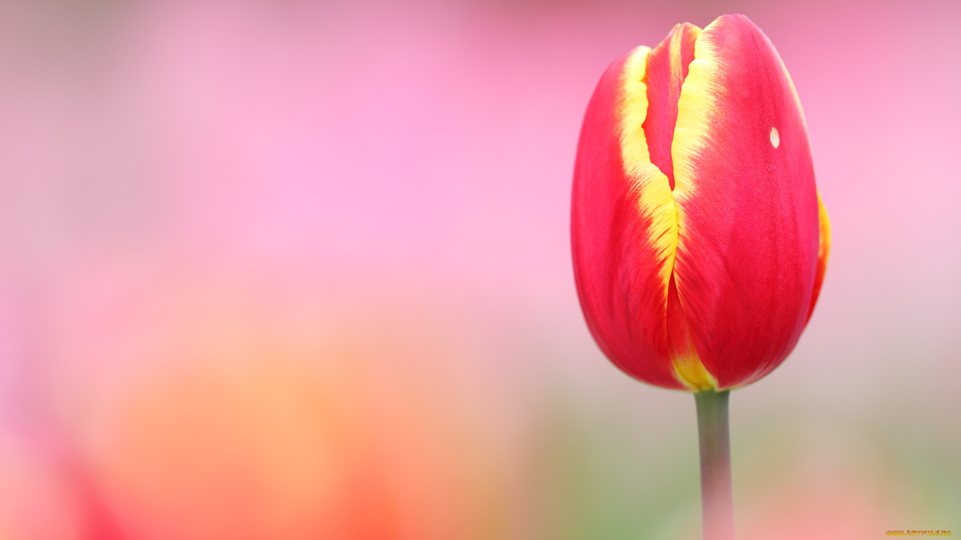 цветы, тюльпаны, весна