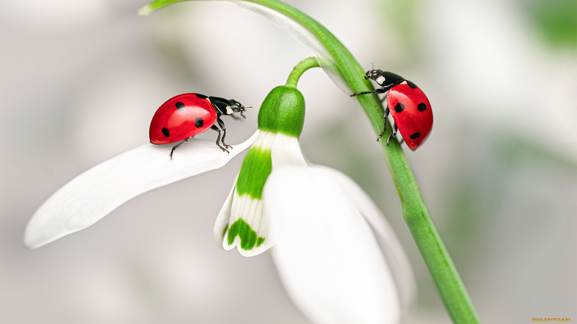 животные, божьи, коровки, божьи, коровки