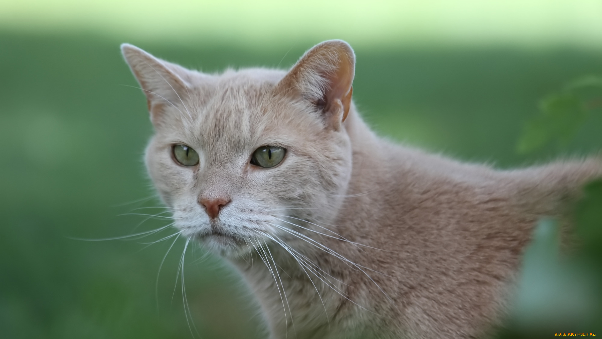 животные, коты, кот, кошка