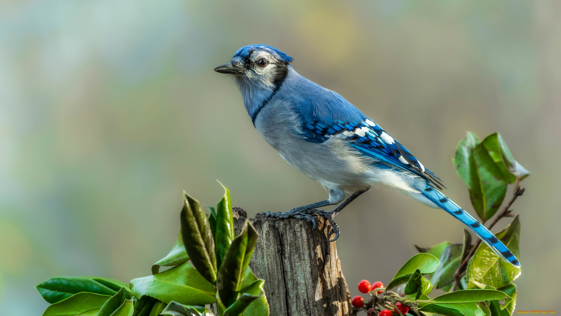 животные, сойки, птица