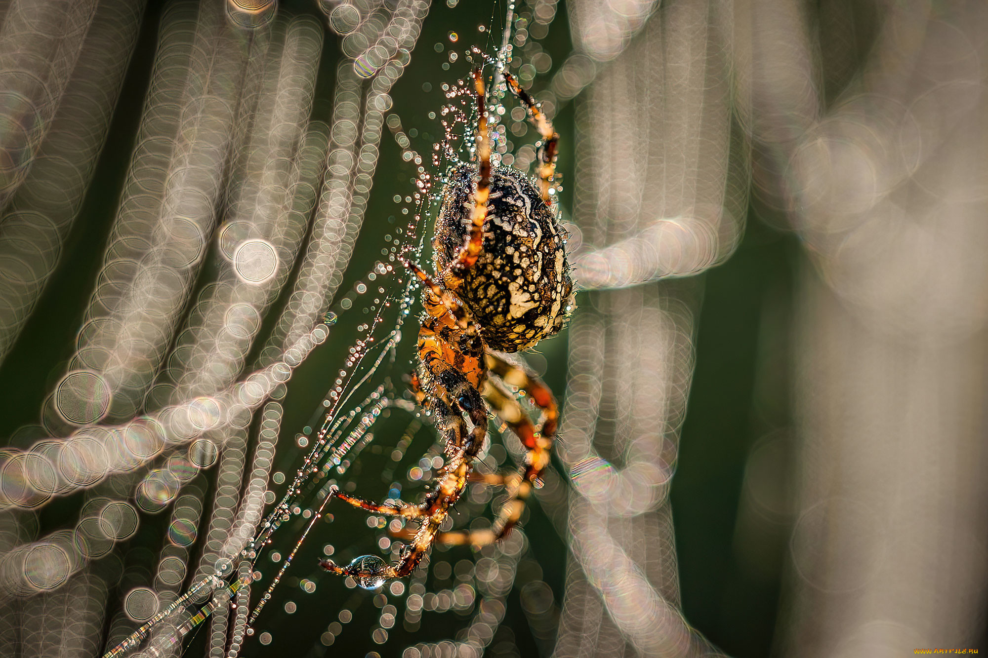 животные, пауки, паук