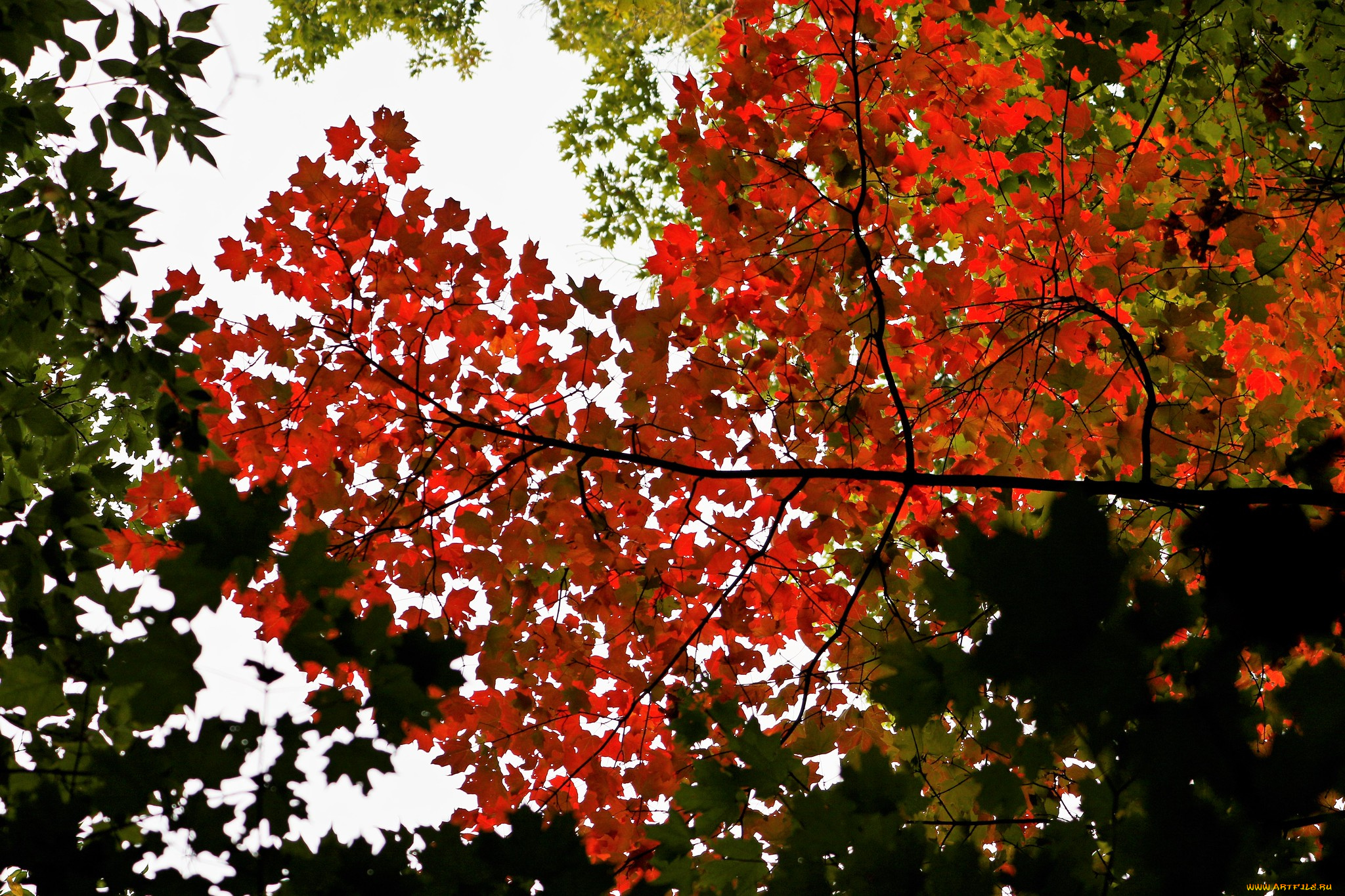 природа, листья, осень