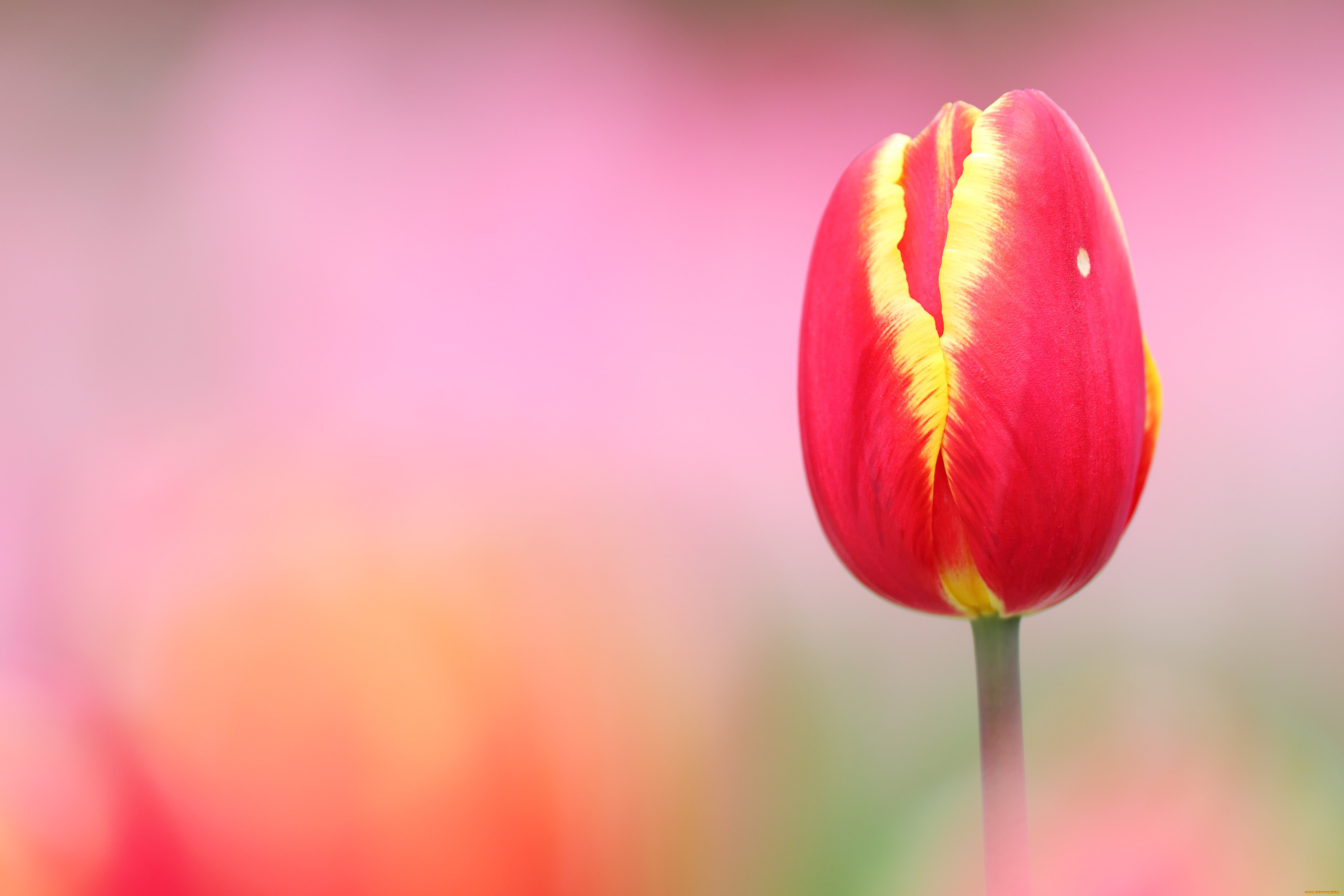 цветы, тюльпаны, весна