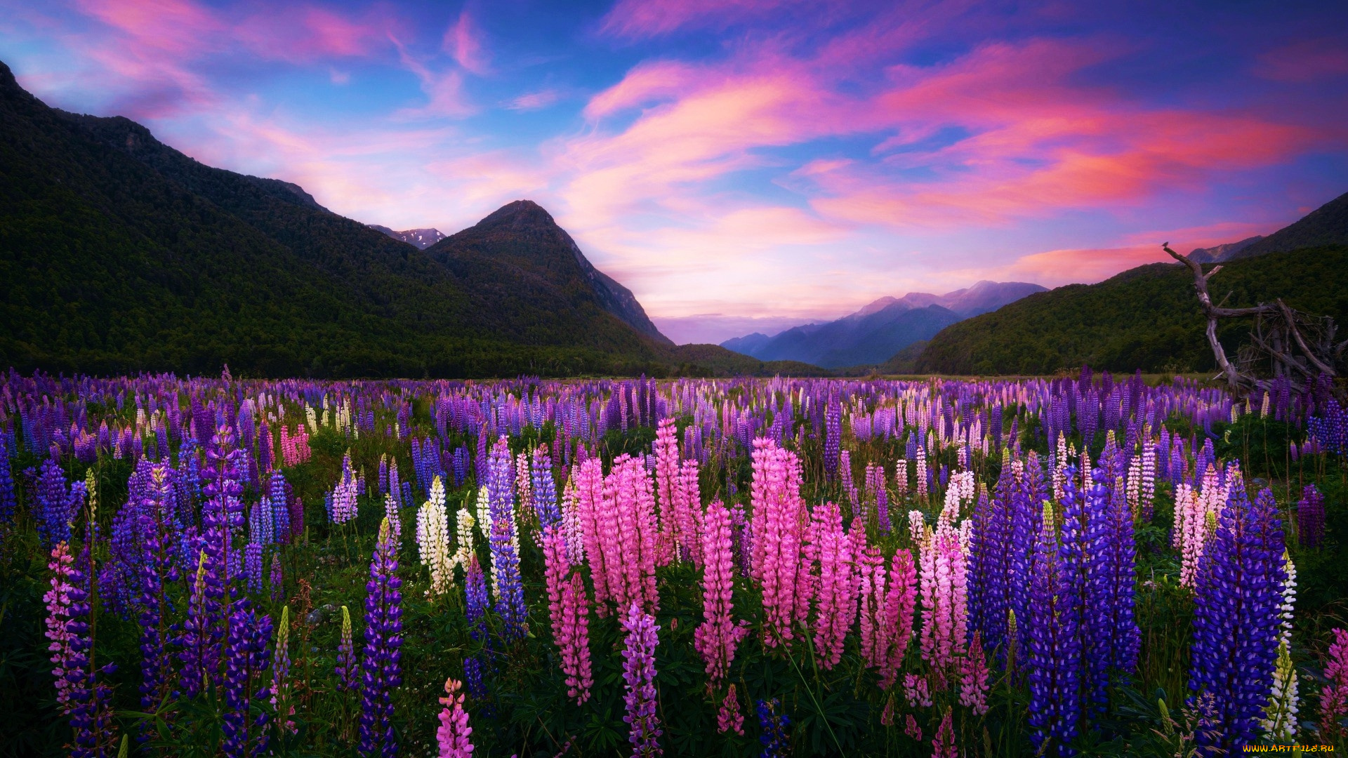 eglinton, valley, fjordland, new, zealand, природа, луга, eglinton, valley, new, zealand