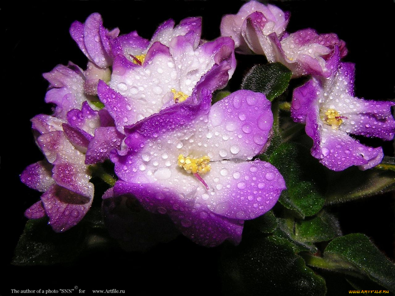 фиалка, цветы, фиалки