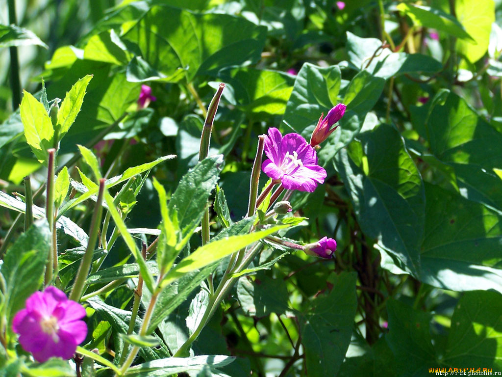 цветочки, цветы