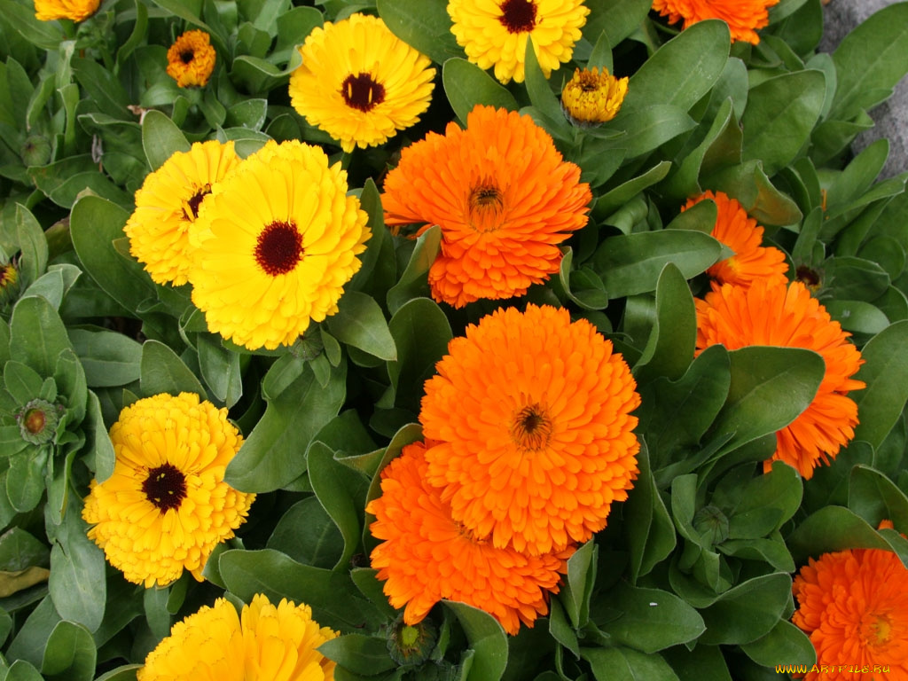 цветы, календула