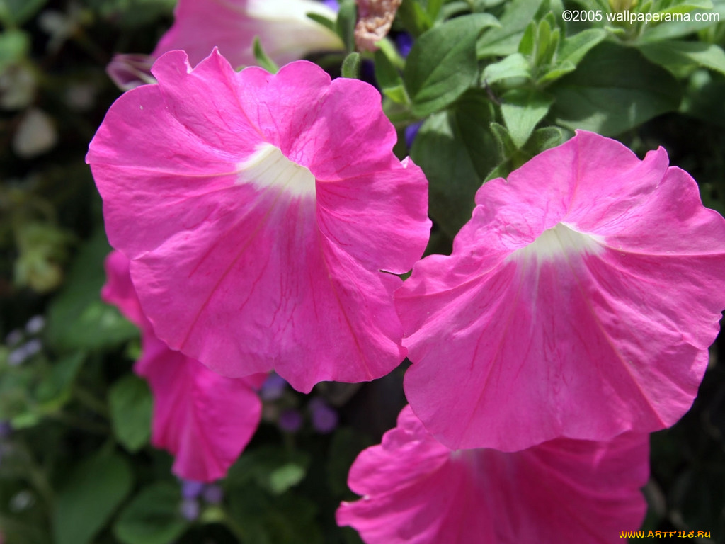 цветы, петунии, калибрахоа