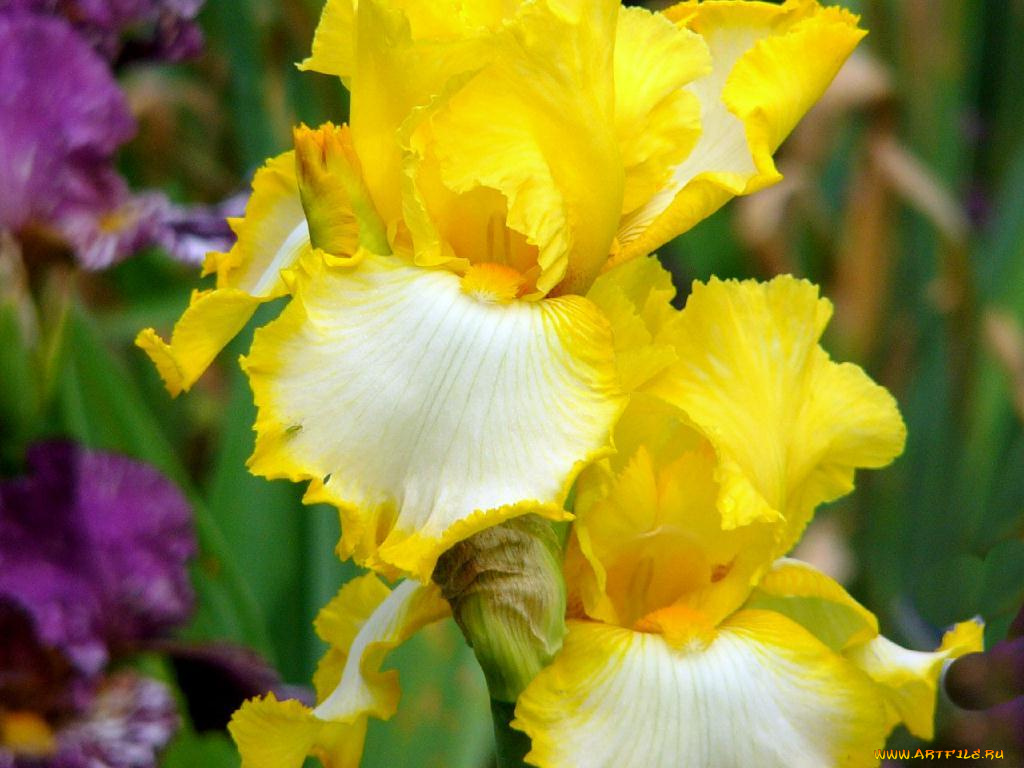 цветы, ирисы