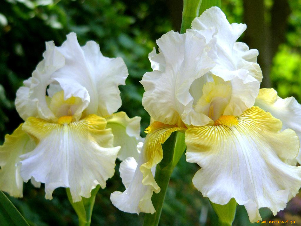 цветы, ирисы