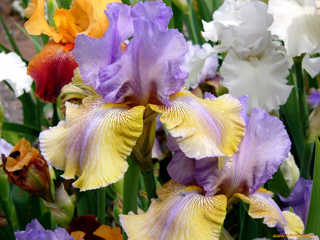цветы, ирисы