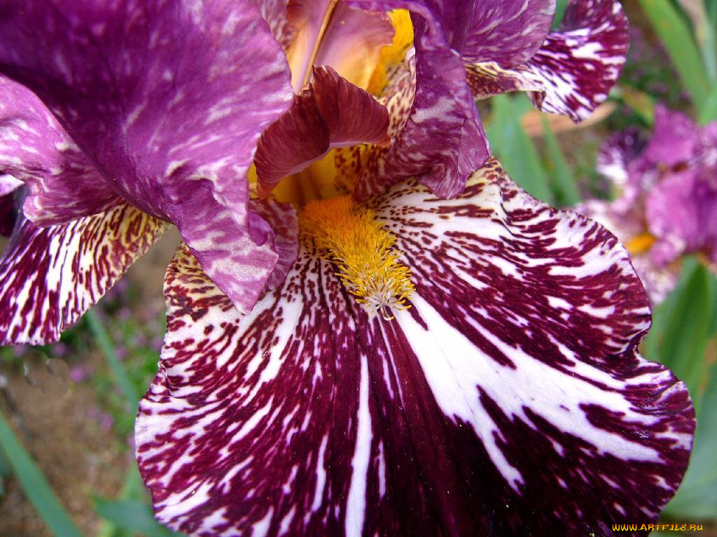 цветы, ирисы