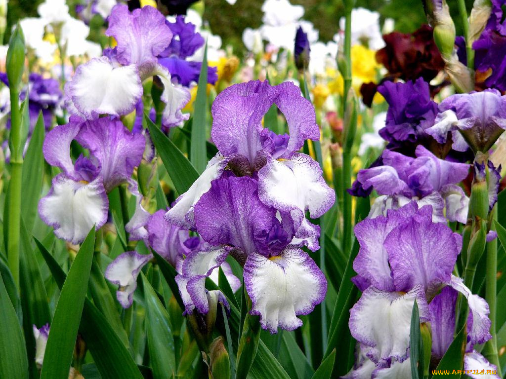 цветы, ирисы