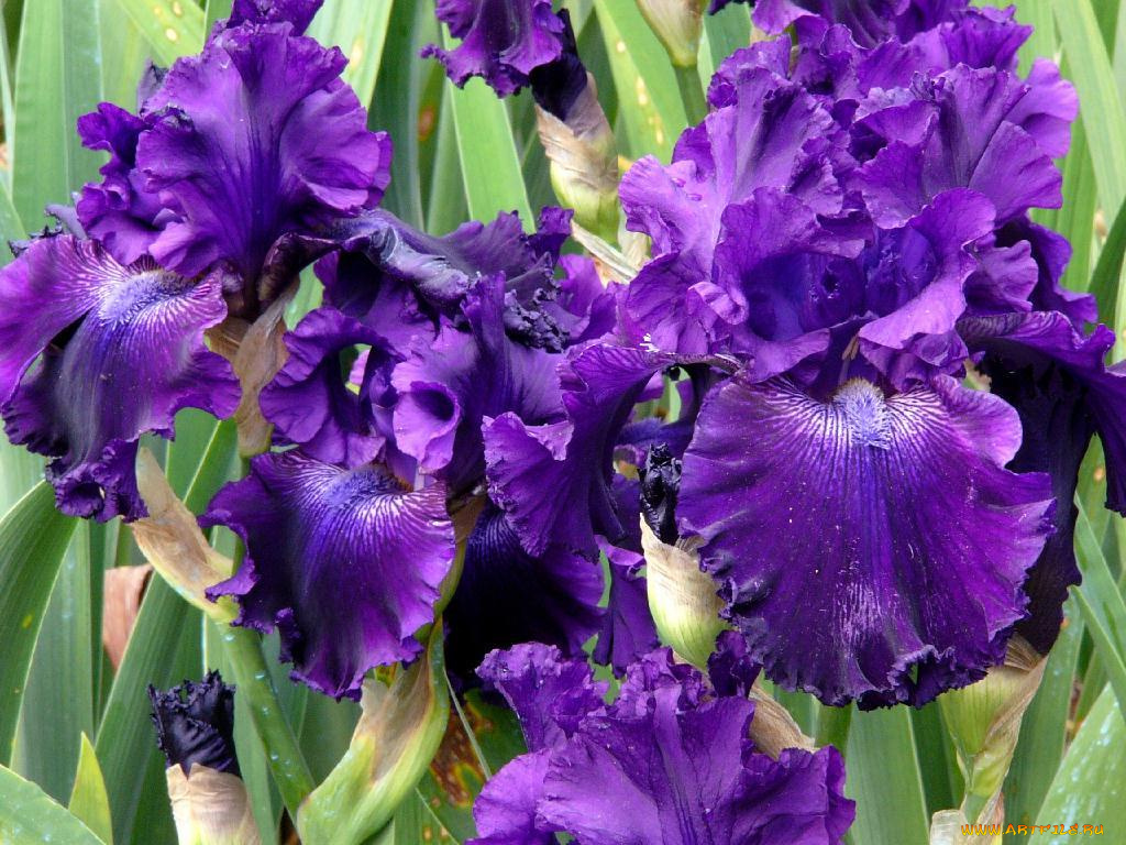 цветы, ирисы