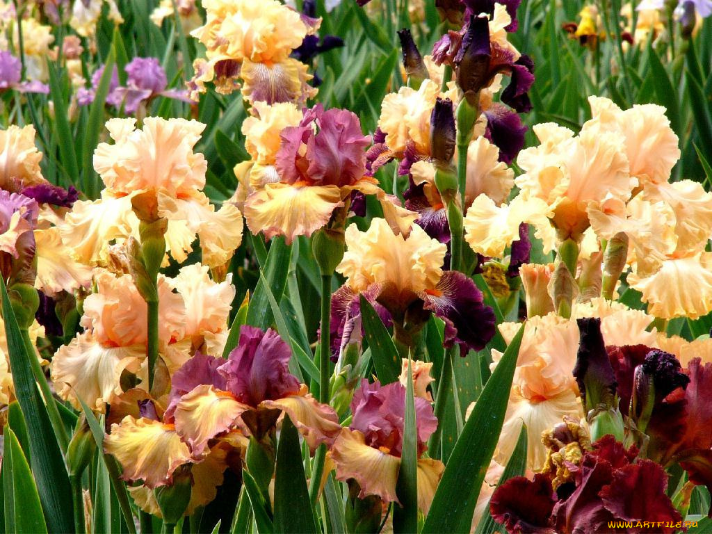 цветы, ирисы
