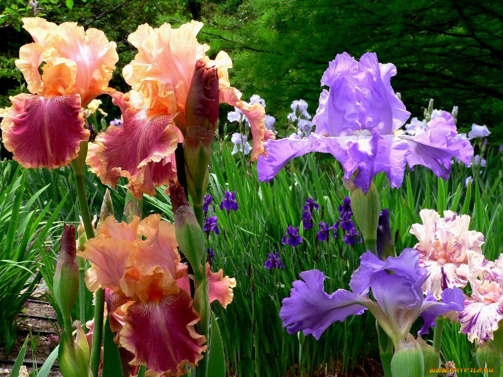 цветы, ирисы