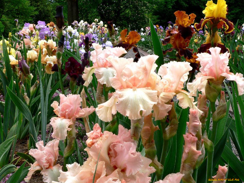 цветы, ирисы