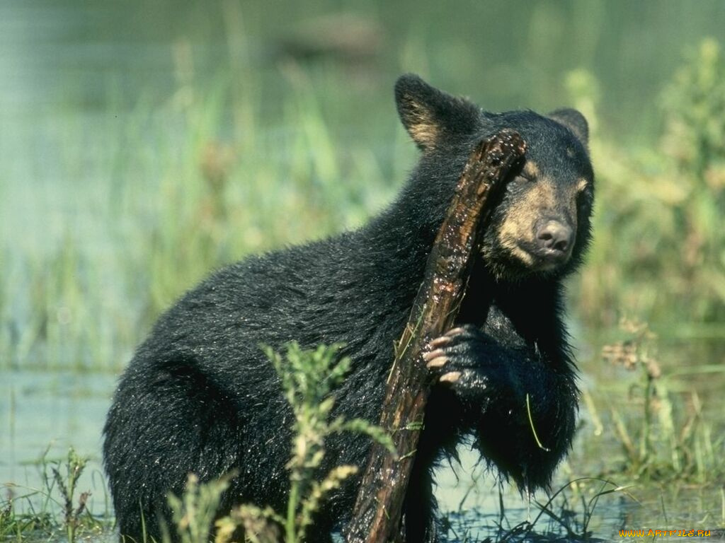 животные, медведи