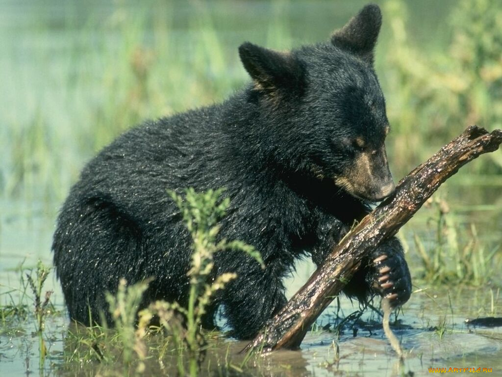 животные, медведи