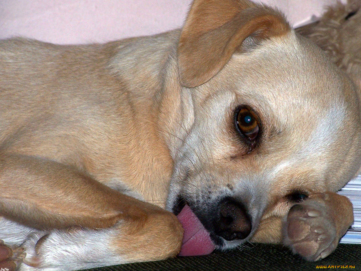 romeo, животные, собаки