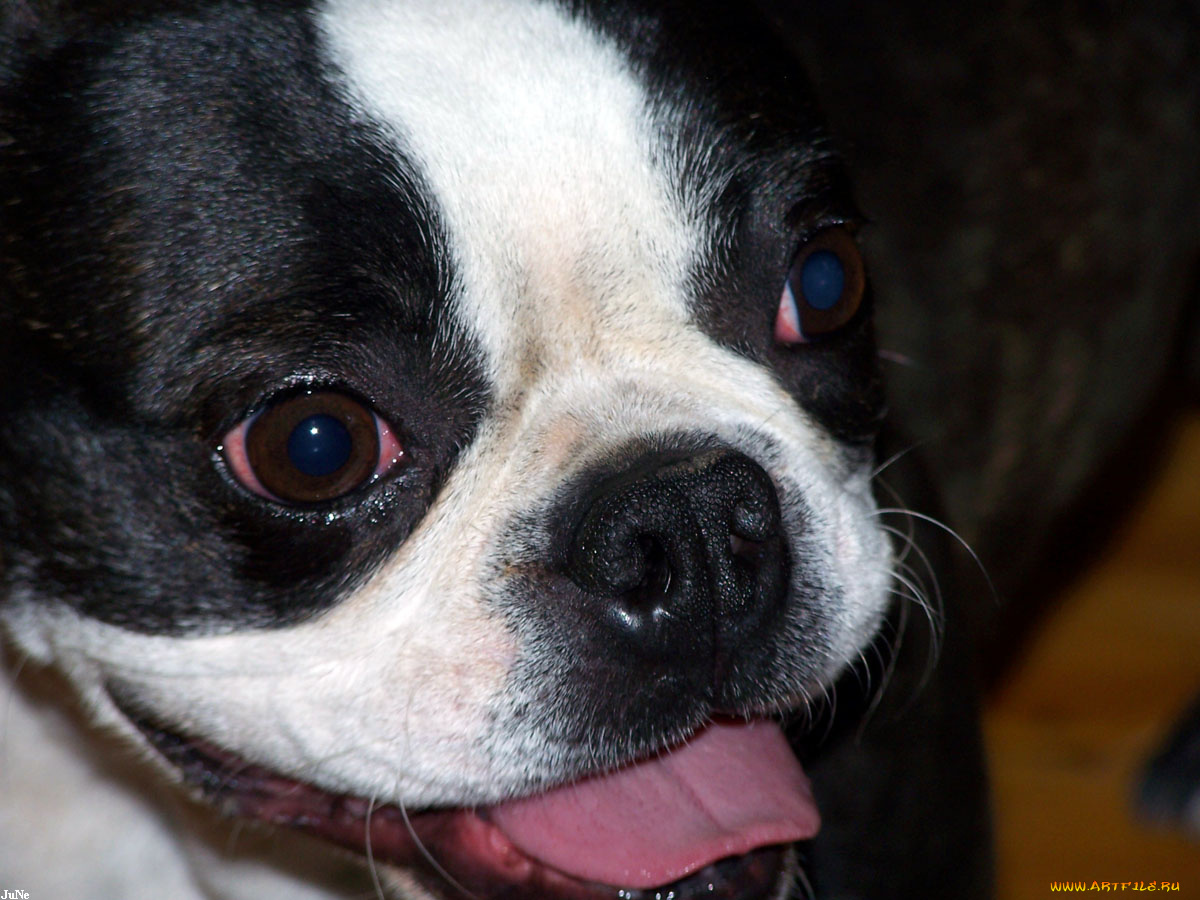 roxi, животные, собаки