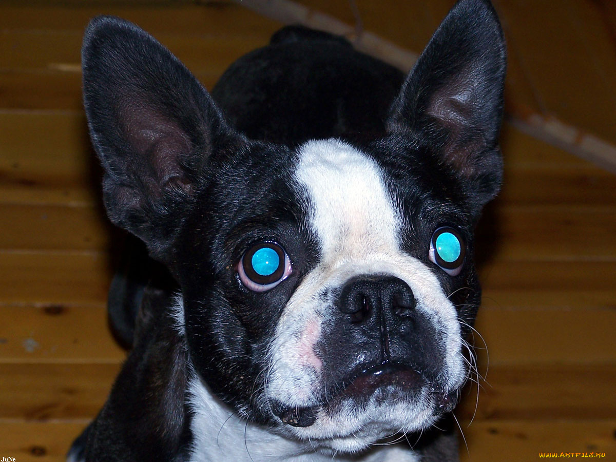 телевизор, нужно, меньше, смотреть, животные, собаки