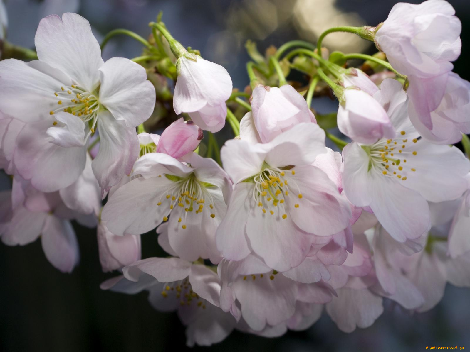 цветы, цветущие, деревья, кустарники