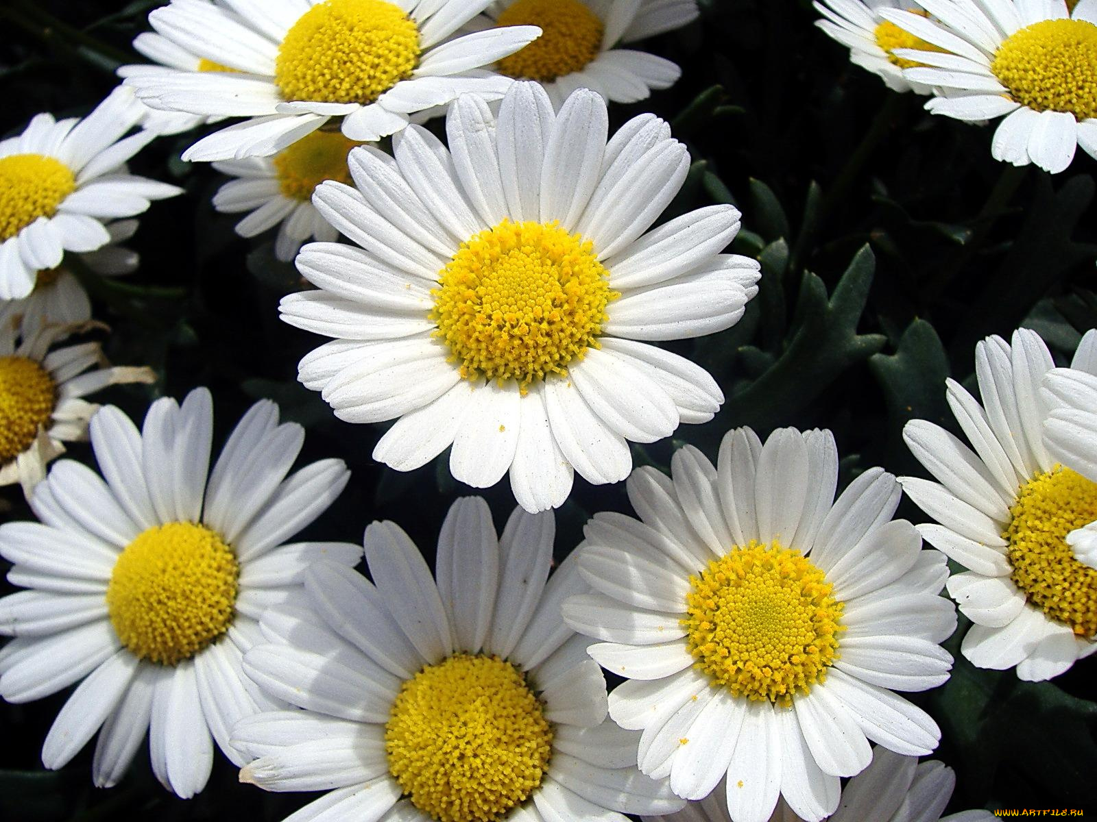 цветы, ромашки