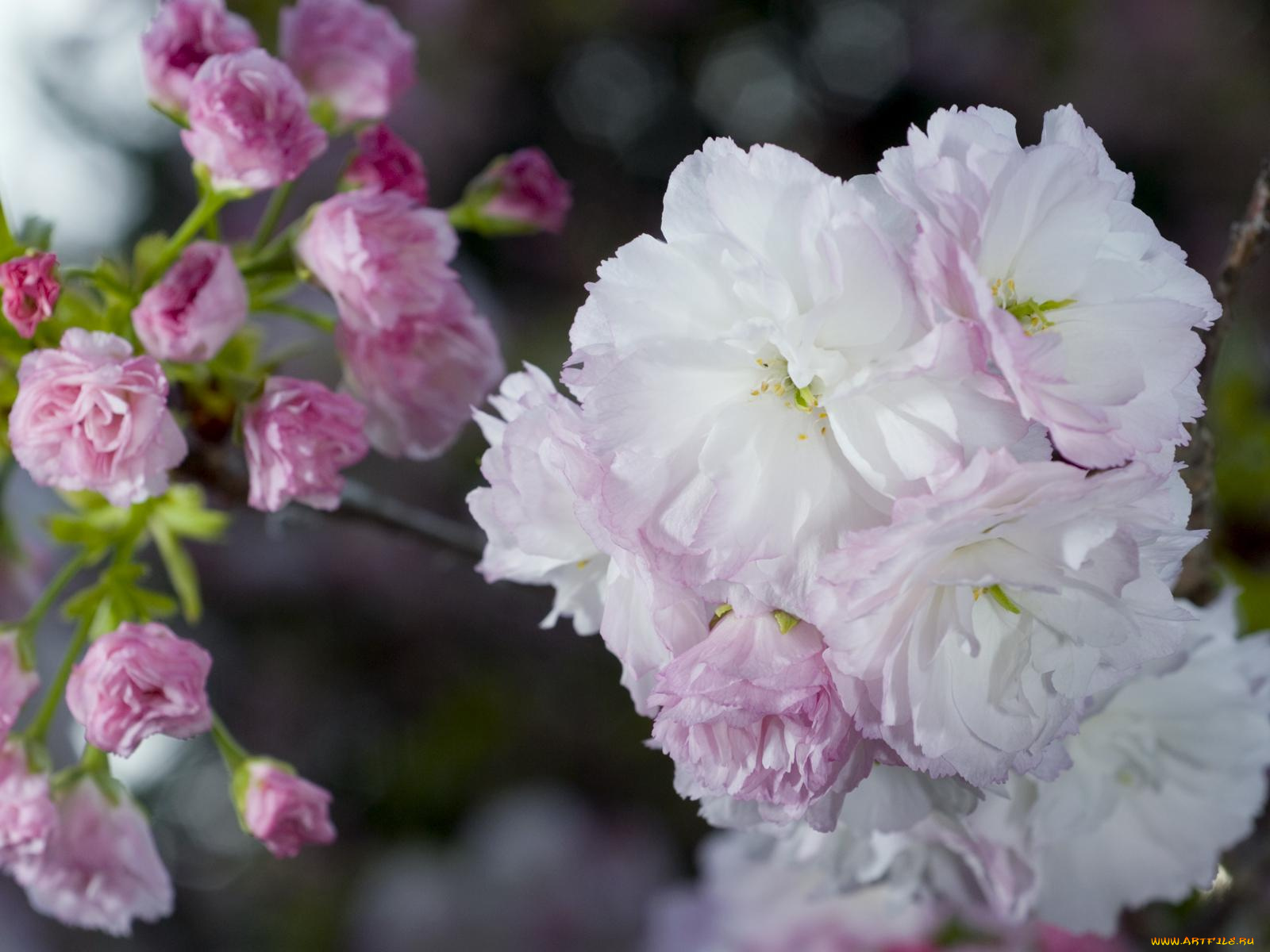 цветы, сакура, вишня