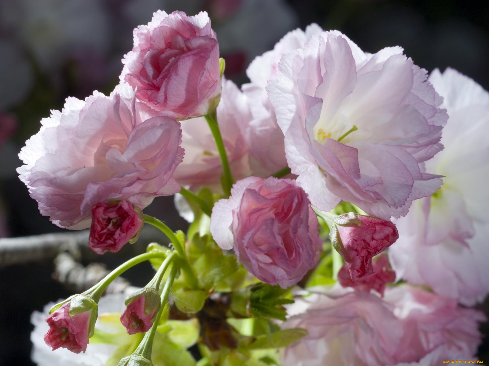 цветы, сакура, вишня