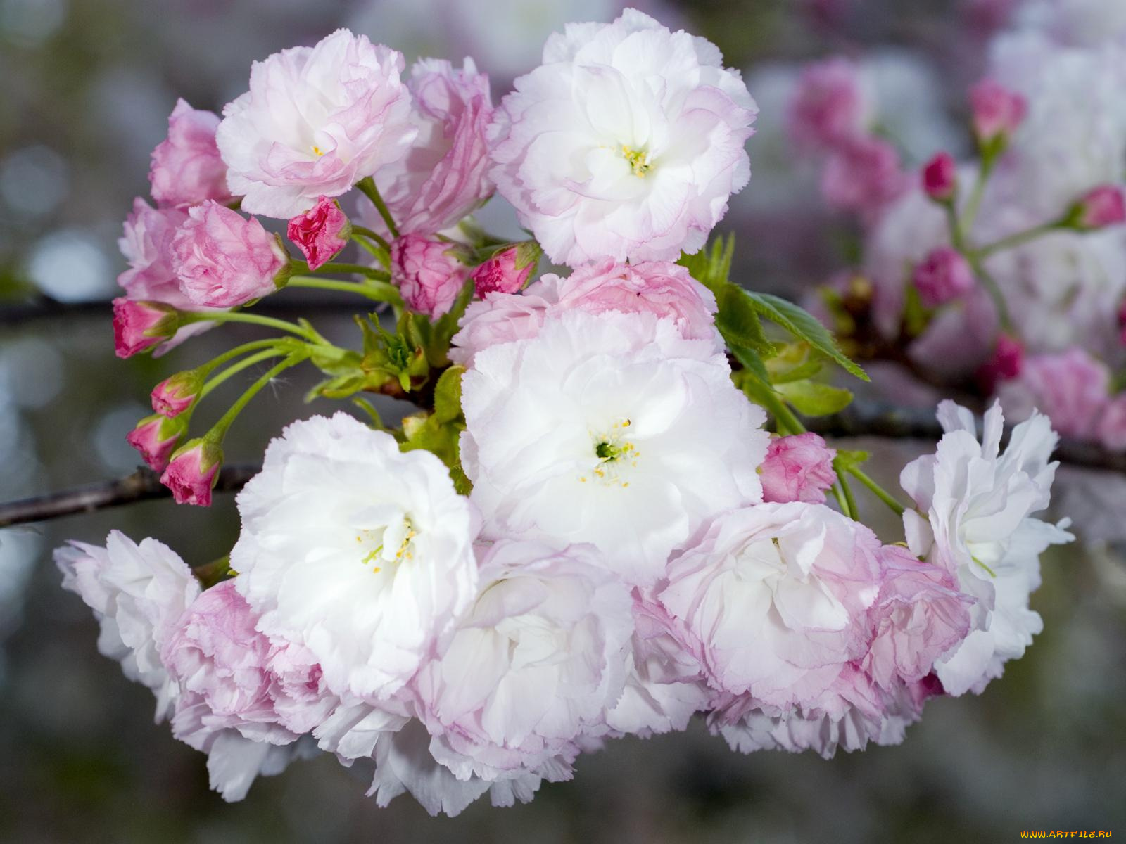 цветы, сакура, вишня