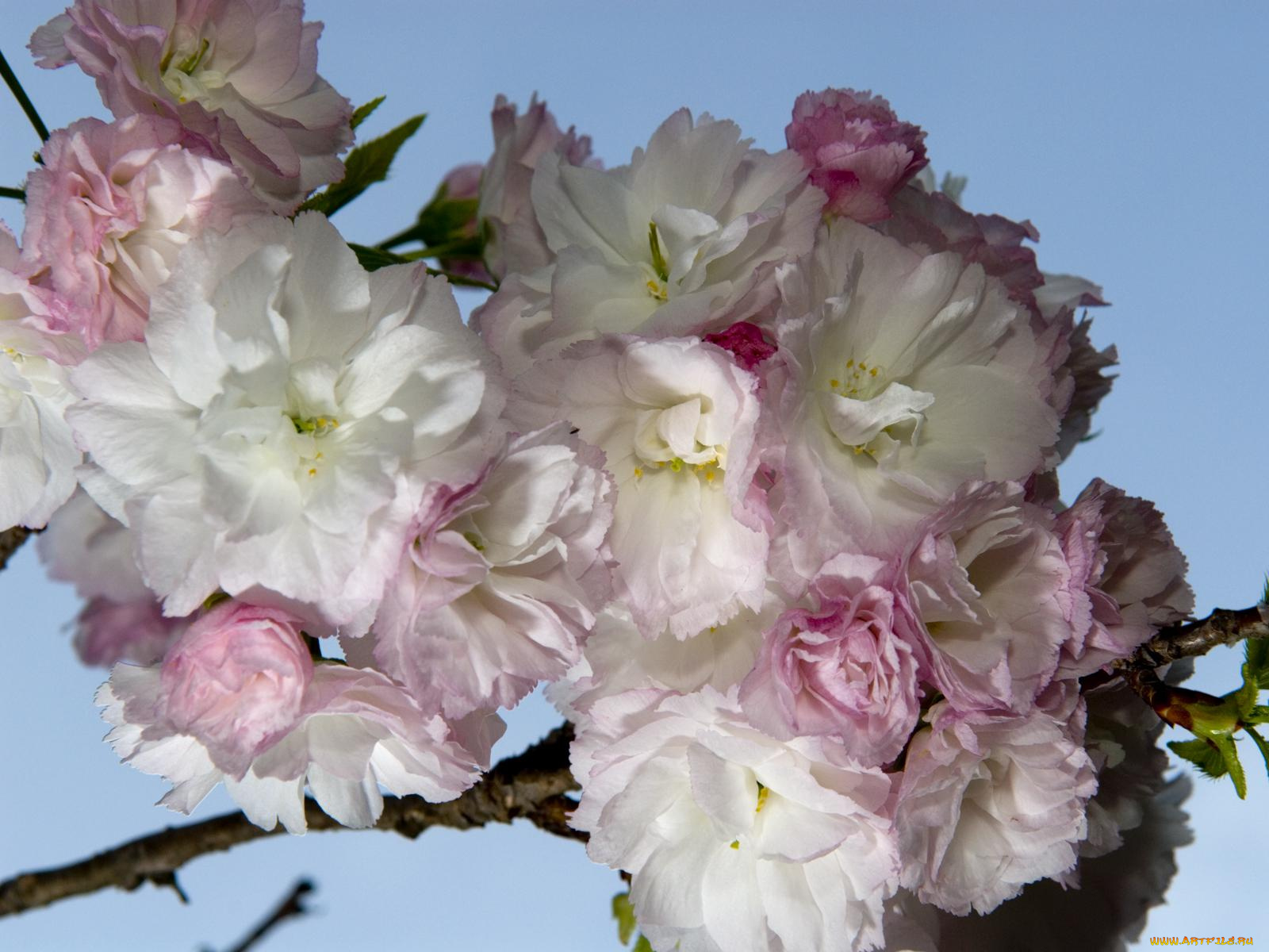 цветы, сакура, вишня