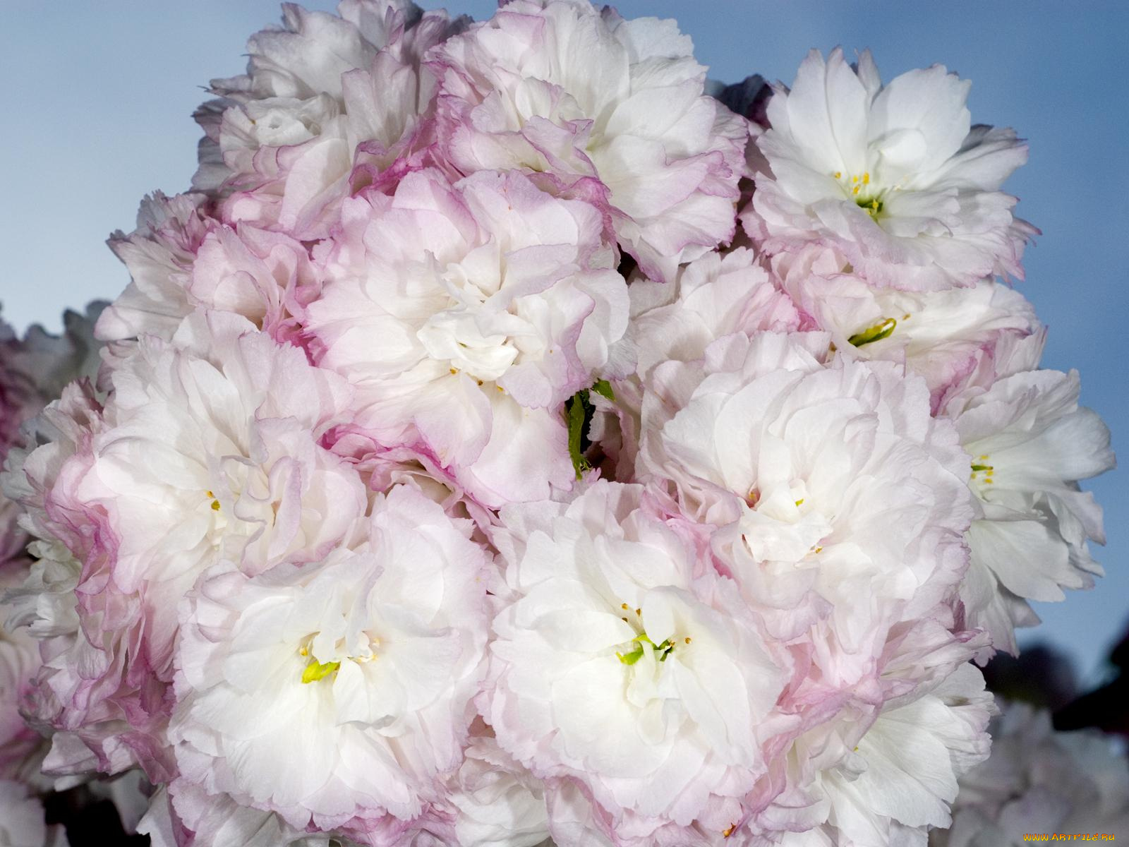 цветы, сакура, вишня