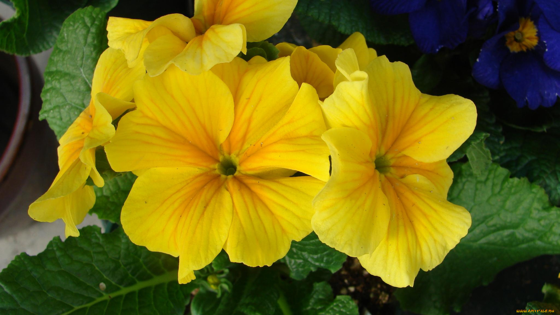 цветы, примулы