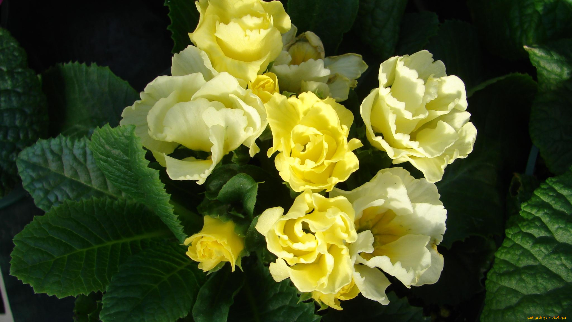 цветы, примулы