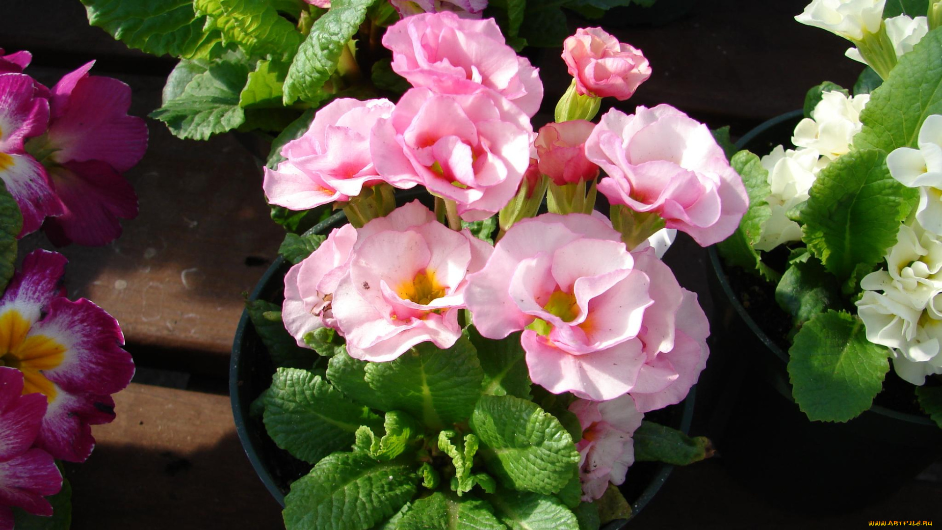 цветы, примулы