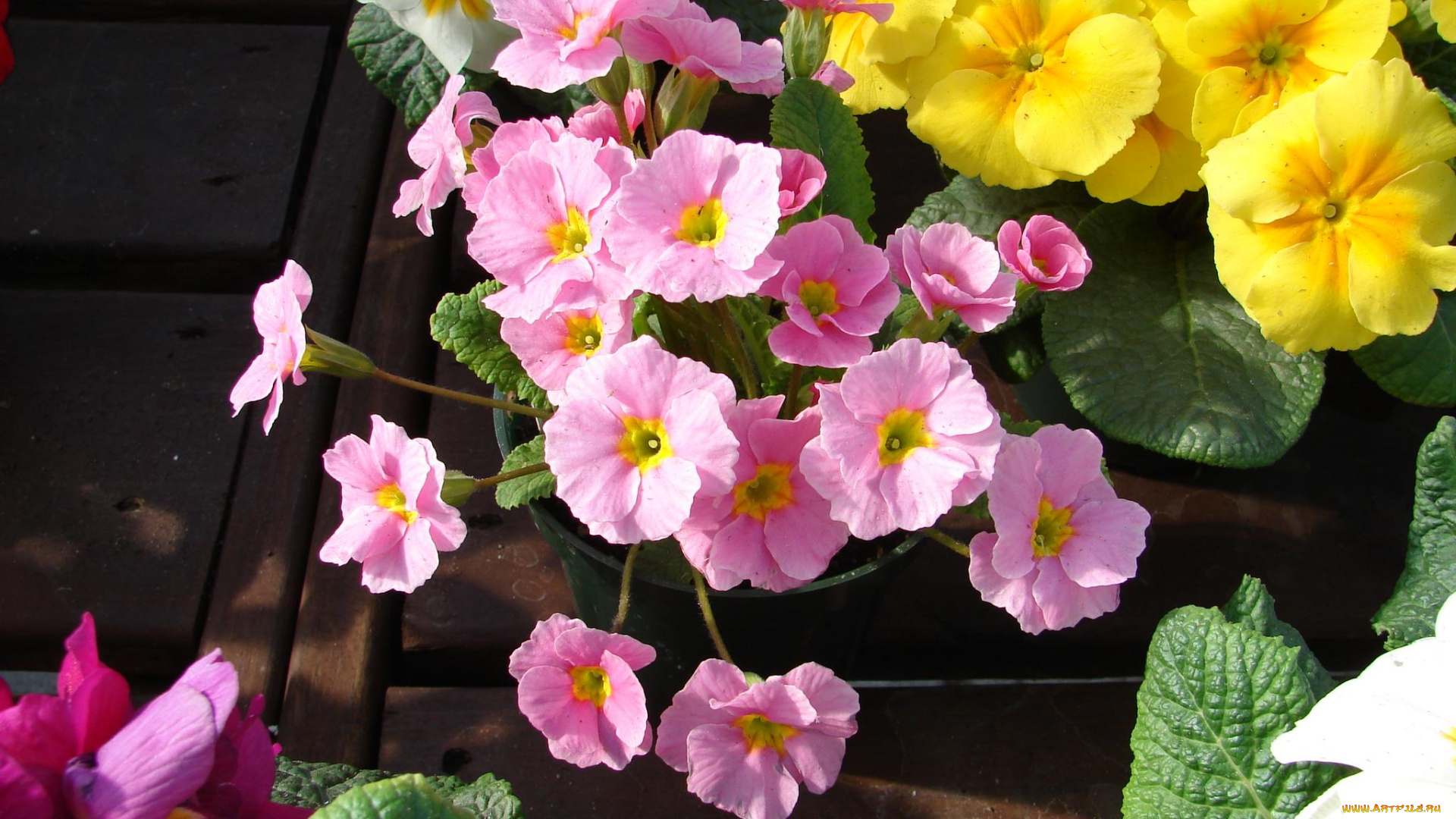 цветы, примулы